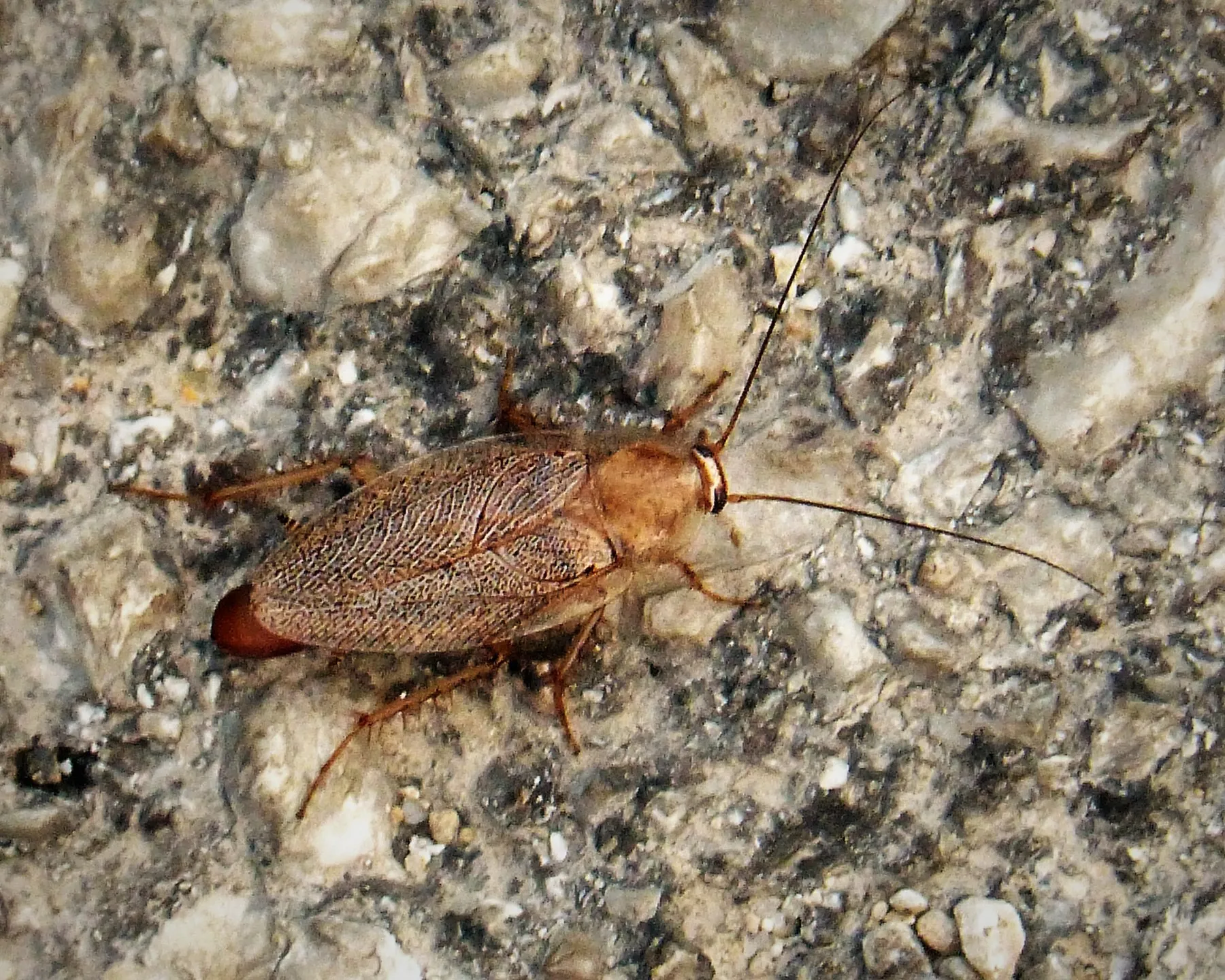 Blatte germanique sur une surface claire
