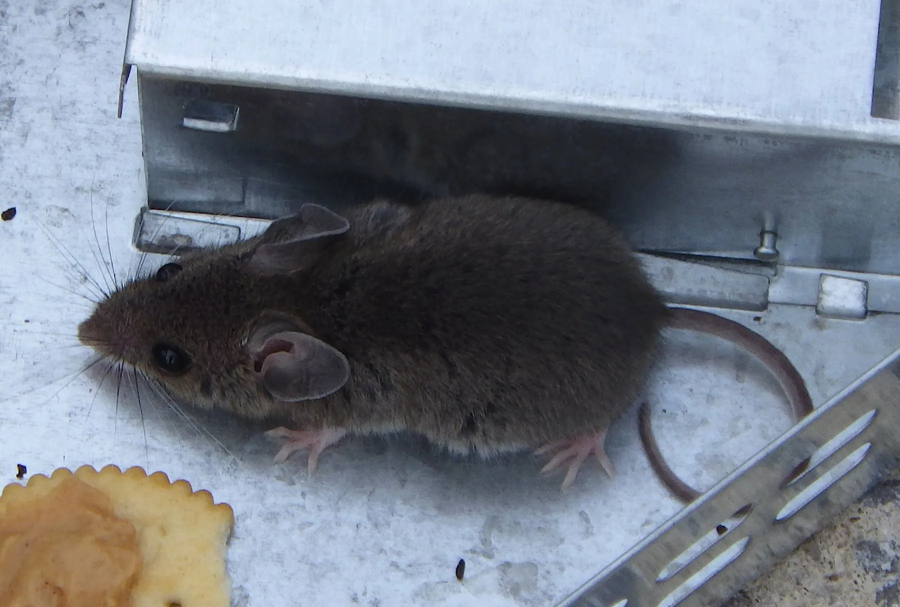 Souris domestique près d’un piège